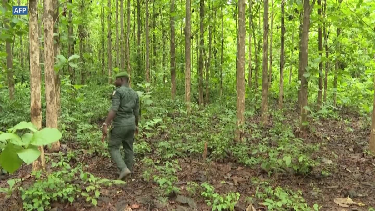 Les forêts classées ivoiriennes sont en danger - Vimarsana News