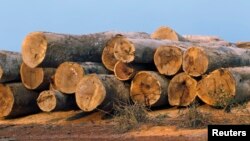FILE - Logs are seen near an informal gold mine along the section of the Interoceanic Highway linking Peru and Brazil in the Amazon jungle department of Madre de Dios.