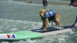 Yalnızca İnsanlar Değil Köpekler de Sörf Yapıyor