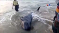 SHORT VIDEO: Մոլորված կետաձկները