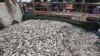 Cambodians look at a pile of fish in Kampong Ampil village on the outskirts of Phnom Penh, Cambodia, Wednesday, December 23, 2020. (AP Photo/Heng Sinith) 