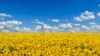 A frame grab from the video "Time to Move to Russia" shows a purported Russian field of sunflowers against an azure sky – the colors of the Ukrainian national flag. 