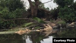 Bangkai babi yang dikeluarkan masyarakat di Sungai Bederah, Kecamatan Medan Marelan, Kota Medan. Selasa (5/11). (Courtesy: Camat Medan Marelan)