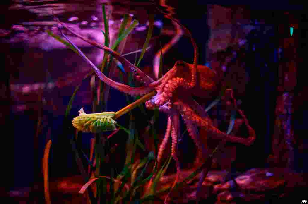An octopus holds a cleaning brush during a publicity stunt at Berlin&#39;s Sealife aquarium on June 4, 2020, as the center prepares to reopen to the public on June 6, 2020, amid the coronavirus pandemic.