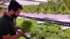 Hydroponic Farm Ventures Take Root in Indian Cities
