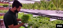 Himanshu Aggarwal grows lettuce, microgreens and herbs in an 800-square-foot enclosed room in New Delhi. (Anjana Pasricha/VOA)