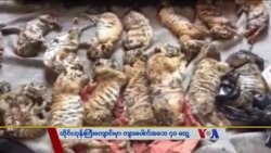 ထိုင်းဘုန်းကြီးကျောင်းအတွင်း မွေးကင်းစ ကျားသေ ၄၀ တွေ့ရှိ