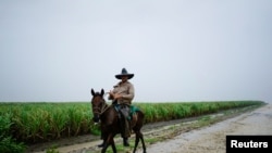 ARCHIVO - Un campesino monta a caballo junto a un campo de caña de azúcar durante el paso de la tormenta subtropical Alberto en Las Mangas, Cuba, el 26 de mayo de 2018. Fotografía tomada el 26 de mayo de 2018. REUTERS/Alexandre Meneghini.