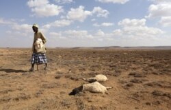 FILE - A man walks past the carcasses of sheep that died from drought in southern Hargeysa, in northern Somalia's semi-autonomous Somaliland region, April 7, 2016. Increasingly extreme weather conditions have been blamed on global warming.