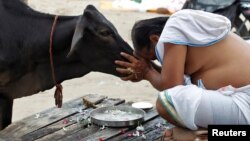 Seorang pria Hindu India melakukan ritual di depan seekor sapi (yang dianggap sebagi hewan suci di India), setelah melakukan mandi suci di Sangam, pertemuan sungai Ganga dan Yamuna, di kota Allahabad, India (foto: ilustrasi). 