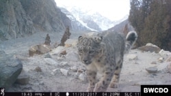 Conservation efforts leading to rise in snow leopard population in northern Pakistan (Courtesy: BWCDO)