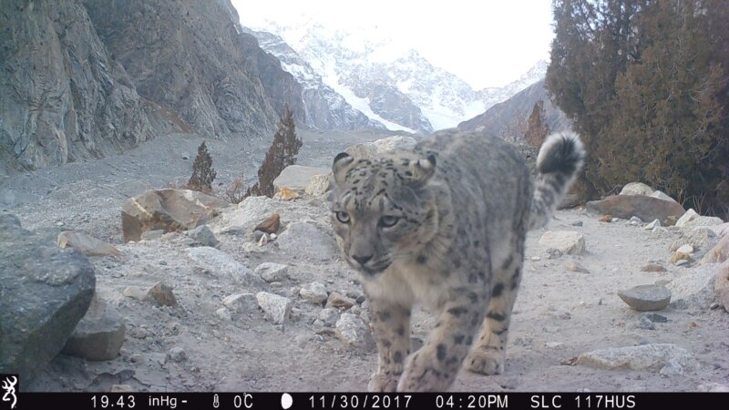 Snow Leopard Conservation Efforts Endangered by COVID-19