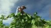 Leaving Day Jobs, Novices Dig into Farming