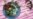 Compound in Vegetables Protects Against Radiation