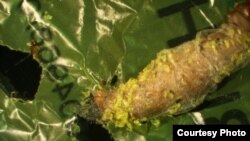 This image shows a wax worm chewing a hole through plastic. Polyethylene debris can be seen attached to the caterpillar. (Federica Bertocchini, Paolo Bombelli, and Chris Howe)