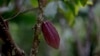 Cacao Is More Than Just Chocolate