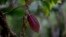 In this April 16, 2015 photo, a cacao pod hangs from a tree at the Agropampatar chocolate farm co-op in El Clavo, Venezuela.