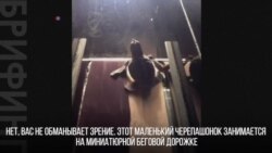 Черепашка на тренажере
