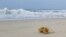 A ghost crab crawls on an abandoned beach where visitors were evacuated ahead of Tropical Storm Isaias, on Hatteras Island, North Carolina, Aug. 3, 2020. 
