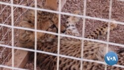 Somaliland Clamps Down on Cheetah Trafficking