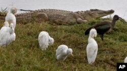 Cocodrilos del Nilo han causado 123 muertes en África entre 2010 y 2014, y podrían amenazar los animales nativos de los Everglades.