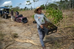 Forestry researcher Jhon Farfan carries saplings to replant a field damaged by illegal gold miners in Madre de Dios, Peru, on March 29, 2019.