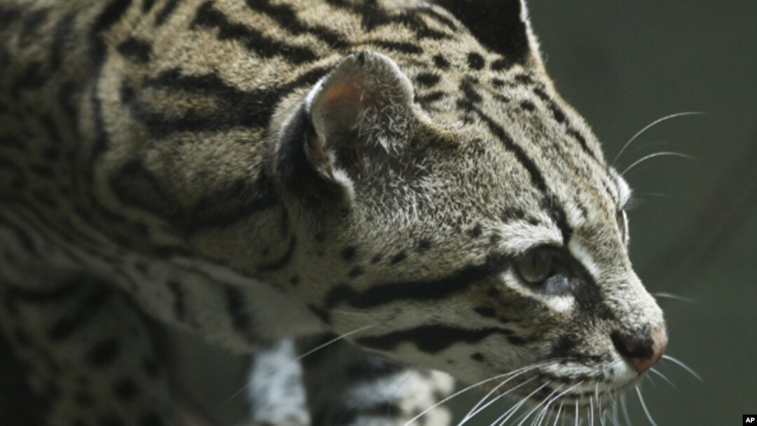 El ocelote, un felino americano que alcanza hasta medio y metro de largo, en EE.UU. está en peligro de extinción.
