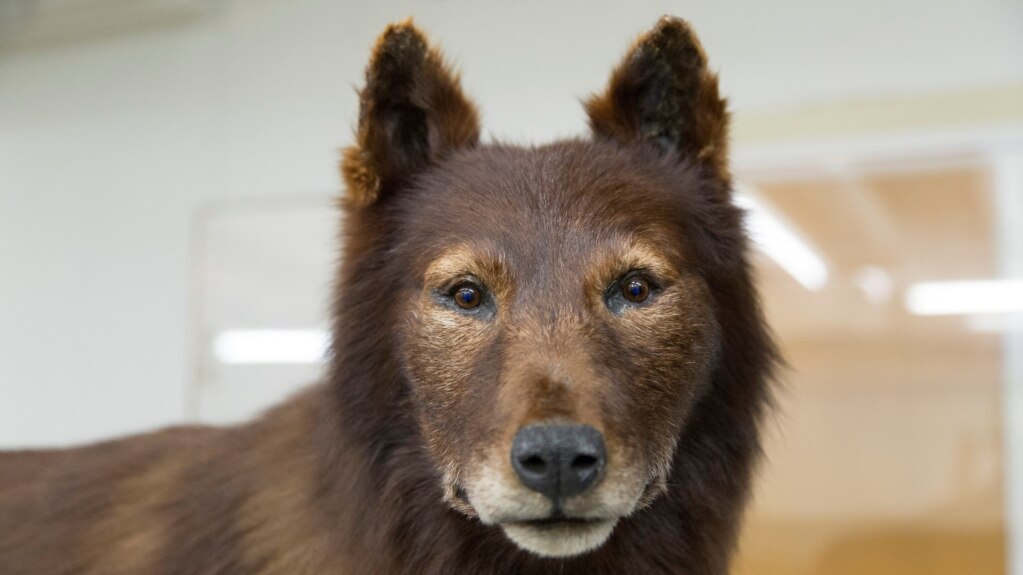 Sled Dog Hero Balto: A Good Dog with Great Genes