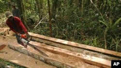 An illegal logger cuts down a tree to be turned into planks for construction in a forest south of Sampit, in Indonesia's Central Kalimantan province, (File)