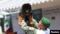 Un militar alza Arkadas, un cachorro regalado por el gobierno turco a México, en una base militar de Ciudad de México, el 3 de mayo de 2023.