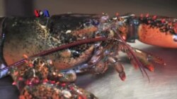 Lobster Maine Bintangnya Hidangan Imlek