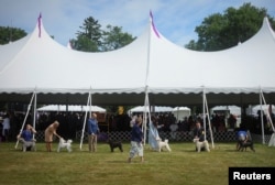 146th Westminster Kennel Club Dog Show in Tarrytown, New York