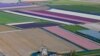 Pemandangan udara menunjukkan kincir angin dan ladang bunga di sekitar Taman Keukenhof di kota Lisse, dekat Amsterdam, Belanda.