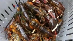 Industri Lobster AS Terpukul Tarif China