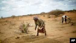 FILE: FILE - In this Saturday, Aug. 6, 2011 file photo, Somali men finish the grave of 12-month-old Liin Muhumed Surow who died of malnutrition 25 days after reaching the camp near Dadaab in Kenya close to the Somali border.