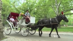 Animal Welfare at Issue in Fight Over Horse-Drawn Carriage Rides in NYC