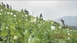 ကချင်ဘိန်းတိုက်ဖျက်ရေး လှုပ်ရှားသူတွေ တိုက်ခိုက်ခံရ