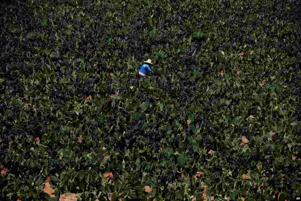 Nicolasa Medina harvests nopales at her farm in Milpa Altas, Mexico City, April 20, 2020.