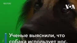 Собачий нос