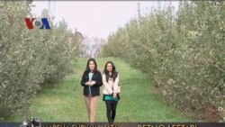 Aktivitas Musim Gugur di Amerika (Bagian 1) - Dunia Kita