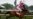 Disqualified Derby Winner Denied Appeal