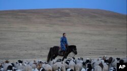 FILE - Nurmaa, the wife of herder Agvaantogtokh, undertakes a 24-kilometer (15-mile) journey with the family's livestock to a new location in the Munkh-Khaan region of the Sukhbaatar district, in southeast Mongolia, Sunday, May 14, 2023.