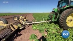 VOA英语视频: 农产品分销受挫，美农场主试找出路