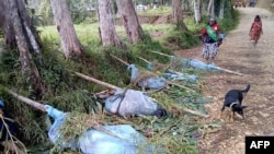 This handout photo taken on July 9, 2019, and obtained from the Department Of Health, Hela Province in Papua New Guinea, shows dead bodies lined up on a road in Hela province, following a spike in tribal violence.