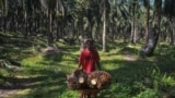 Seorang petani kelapa sawit sedang membawa buah-buah sawit di sebuah perkebunan di Kampar, Riau, 18 Agustus 2018. (Foto: Wahyudi/AFP)