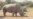 Conservationists Use Science to Preserve Rare Species of Rhino