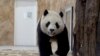 Thuyara, una panda enviada por China a Qatar como regalo por la Copa del Mundo de fútbol, camina en su recinto en el Jardín de los Pandas en Al Khor, cerca de Doha, Qatar, el 19 de octubre del 2022.