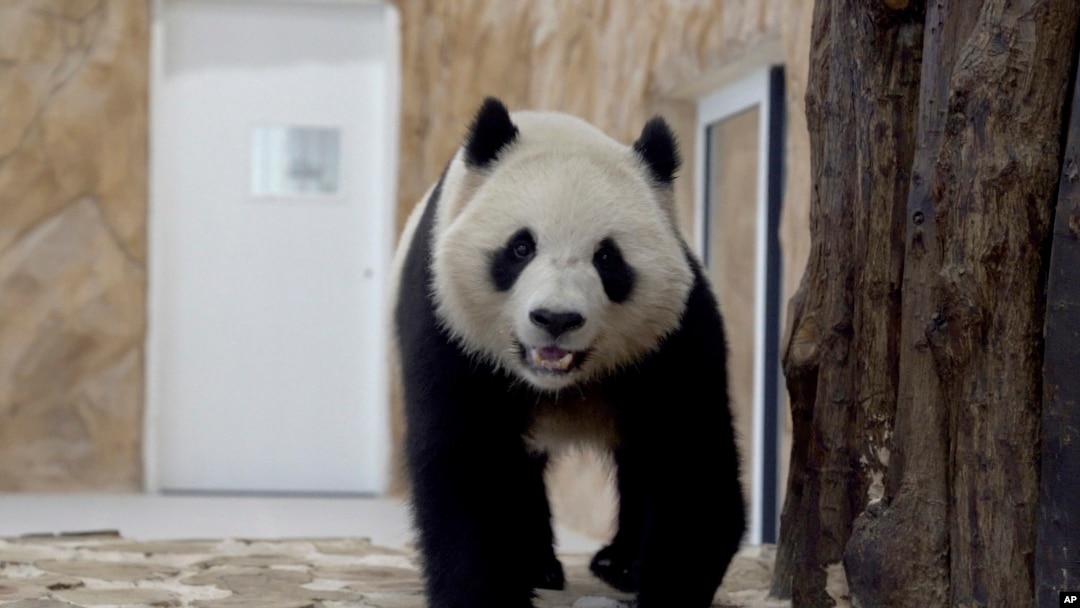 Thuyara, una panda enviada por China a Qatar como regalo por la Copa del Mundo de fútbol, camina en su recinto en el Jardín de los Pandas en Al Khor, cerca de Doha, Qatar, el 19 de octubre del 2022.