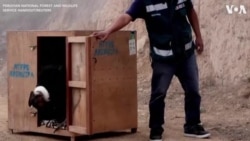 Andean Condor Released in Peruvian Sierra