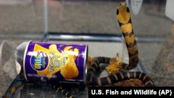 A king cobra was hidden in a potato chip can. It was sent from Hong Kong to the U.S.